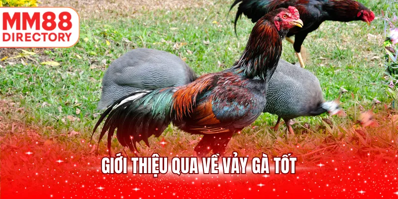 Giới thiệu qua về vảy gà tốt