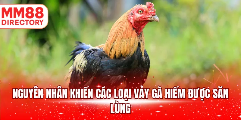 Nguyên nhân khiến các loại vảy gà hiếm được săn lùng