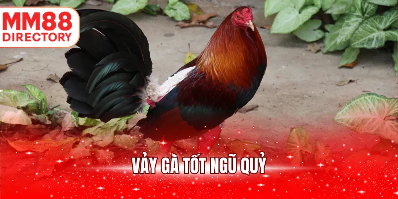 Vảy gà tốt Ngũ Quỷ