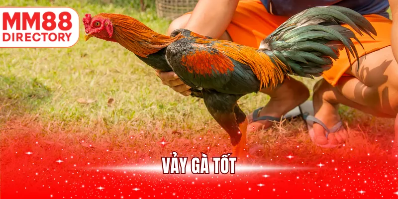 Vảy gà tốt